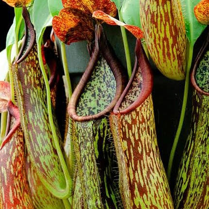 nepenthes copelandii BE-3046