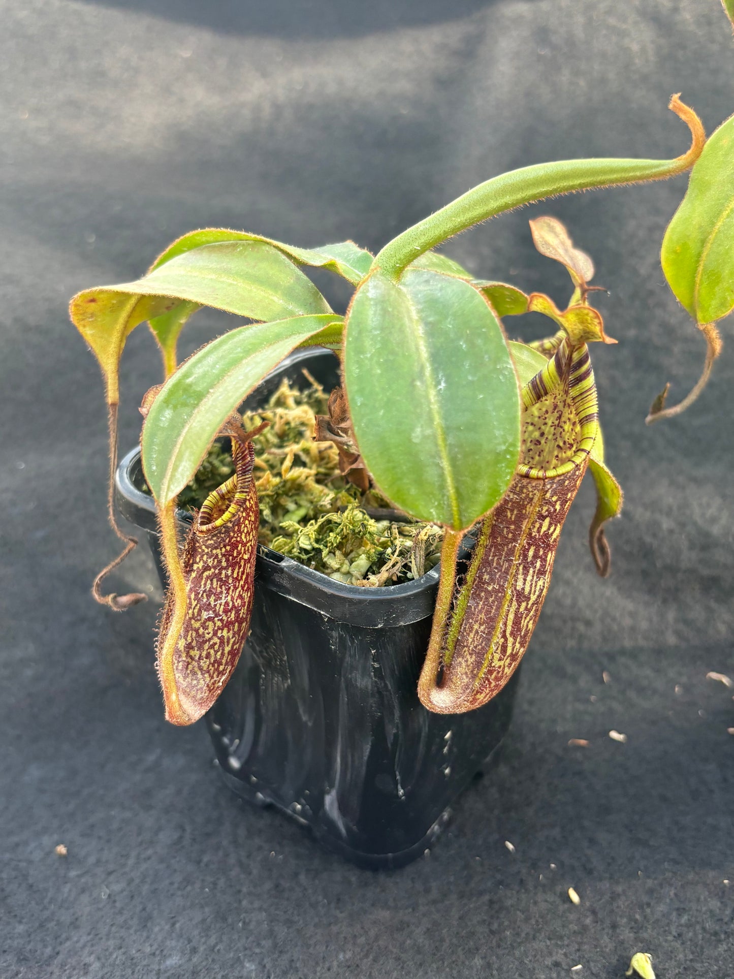 Nepenthes spectabilis x mollis Seed-grown