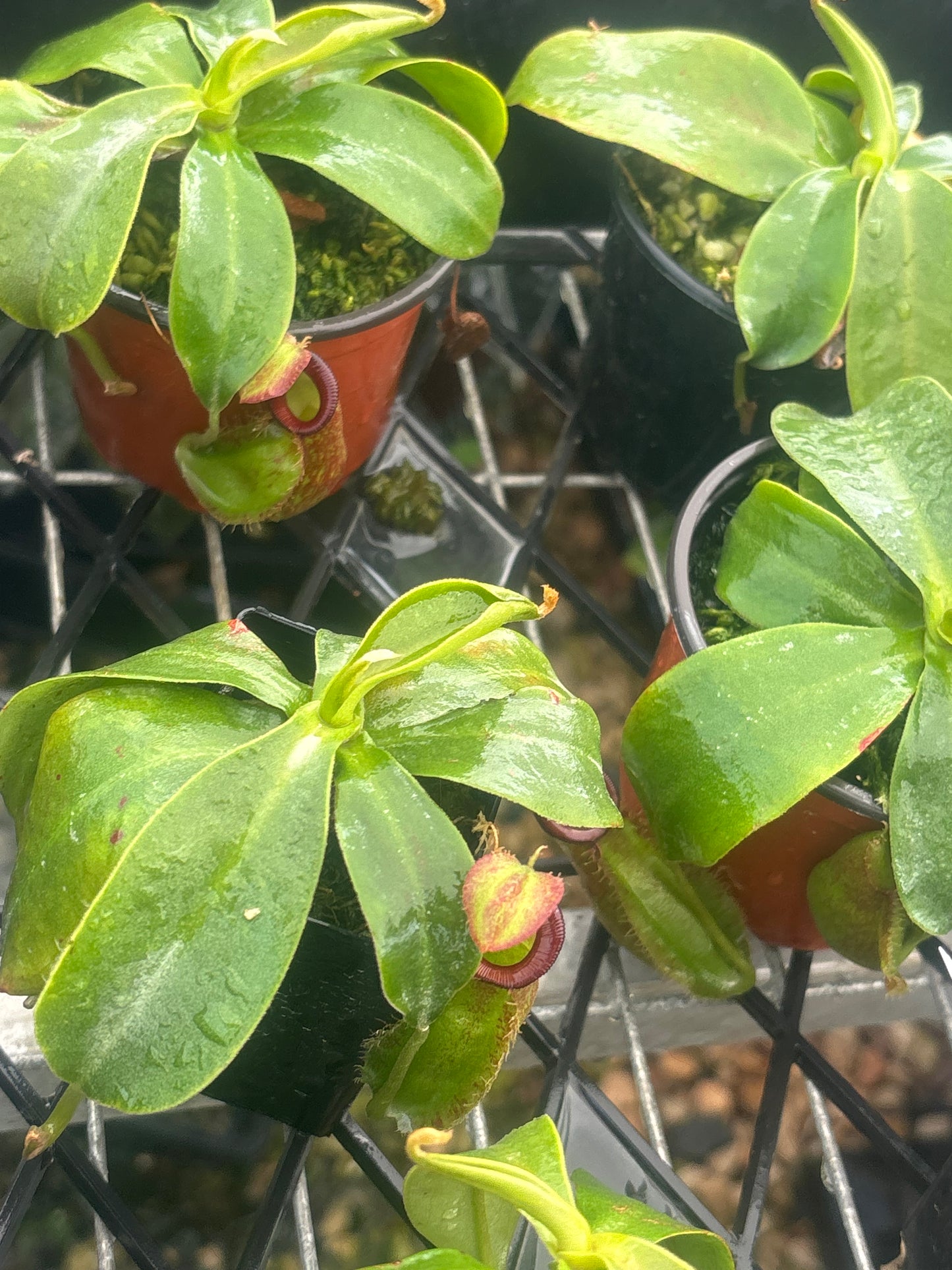 Nepenthes spathulata x ampullaria BE-4073