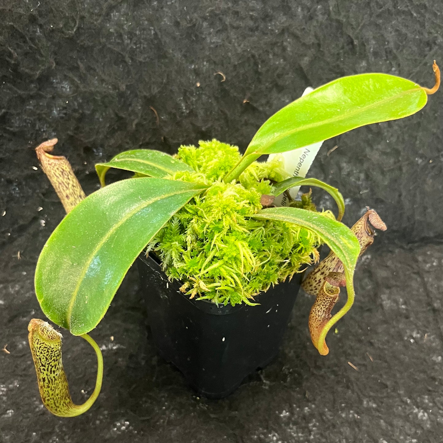 Nepenthes vogelii x mollis SG