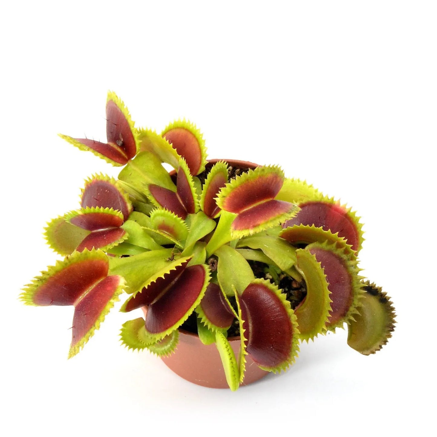 Dionaea muscipula “Variegata Gialla”