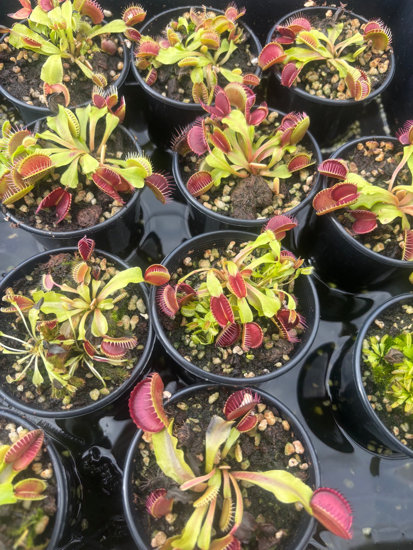 Dionaea muscipula Big Mouth