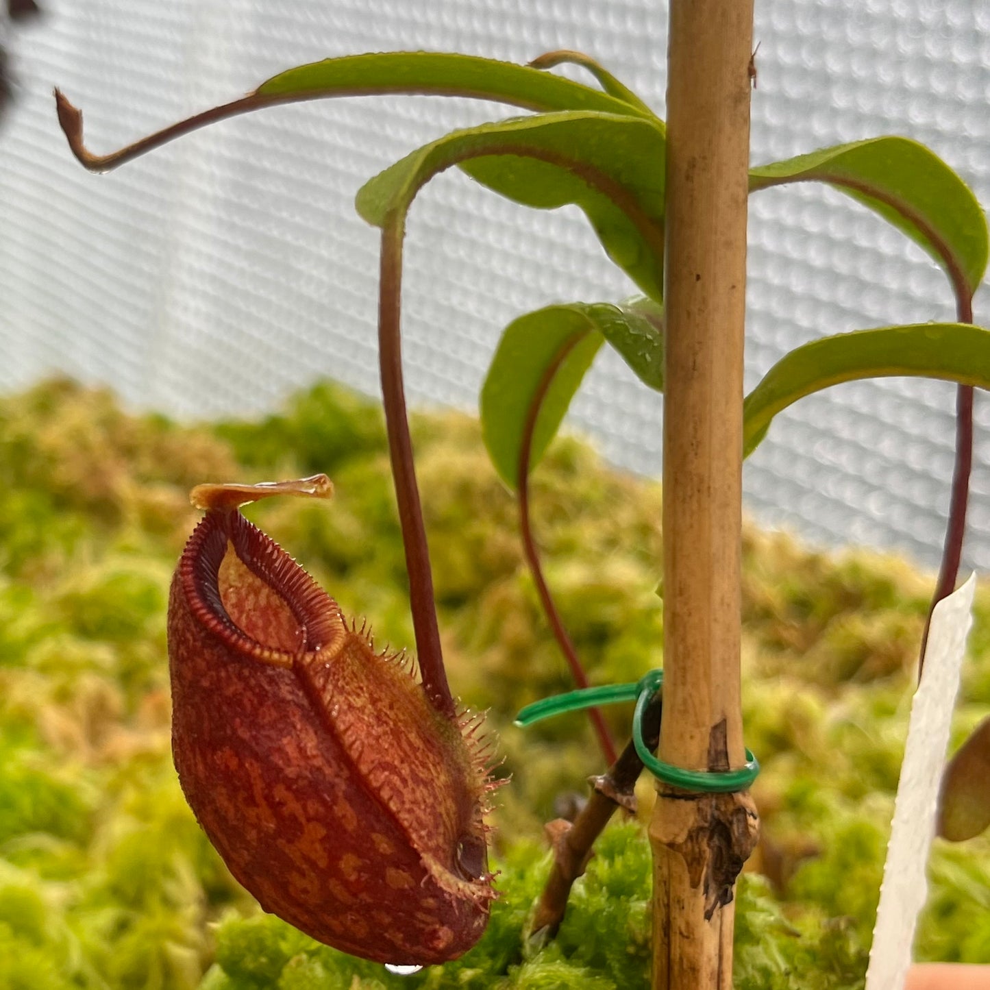 Nepenthes aristolochioides x diabolica BE-3898