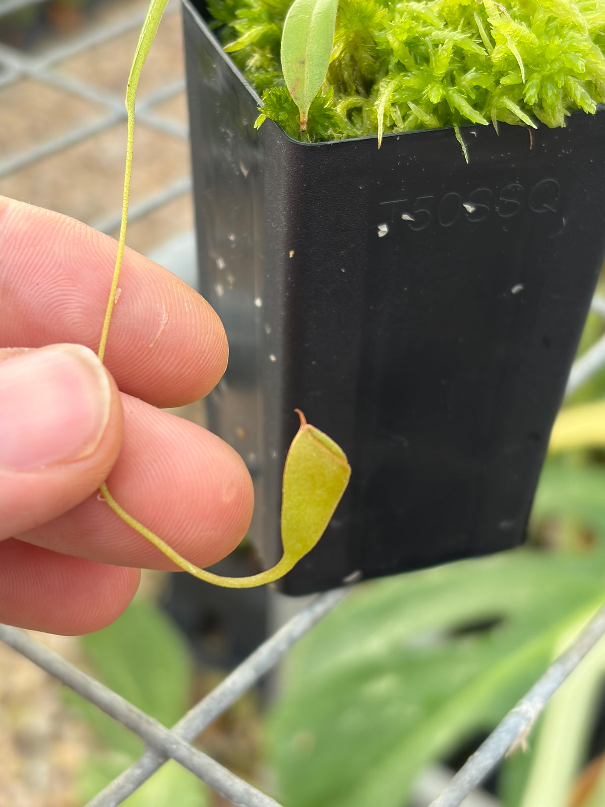 Nepenthes tenuis