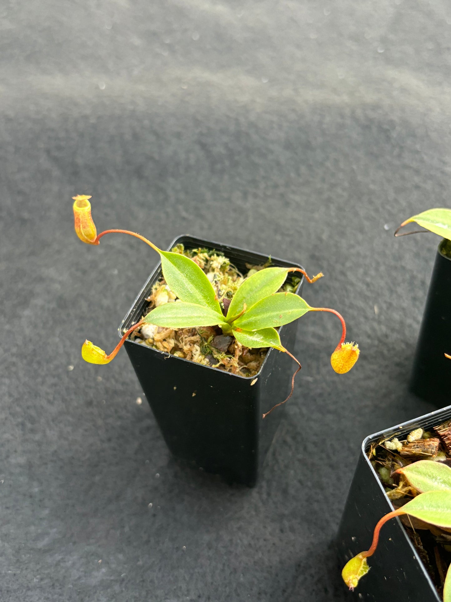 Nepenthes ventricosa x attenboroughii BE-4522