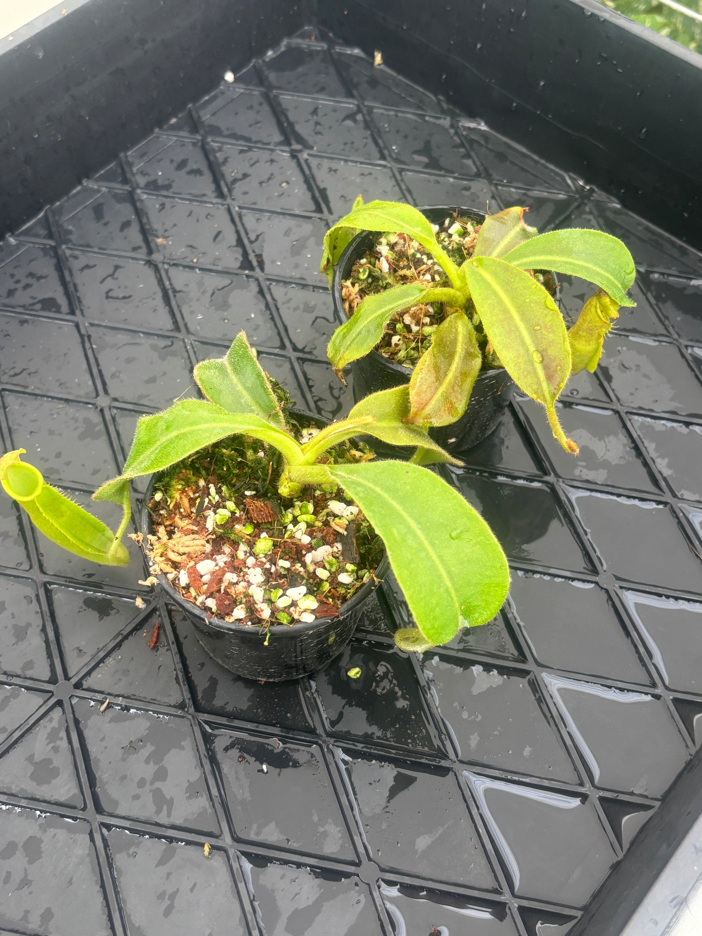 Nepenthes veitchii x maxima Wavey Leaf BE-4061