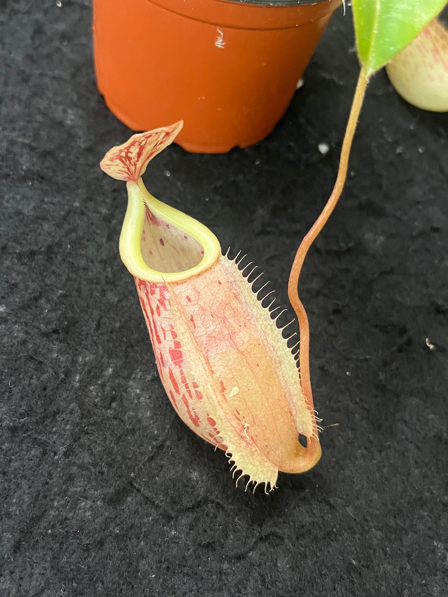 Nepenthes glabrata x veitchii BE 4563