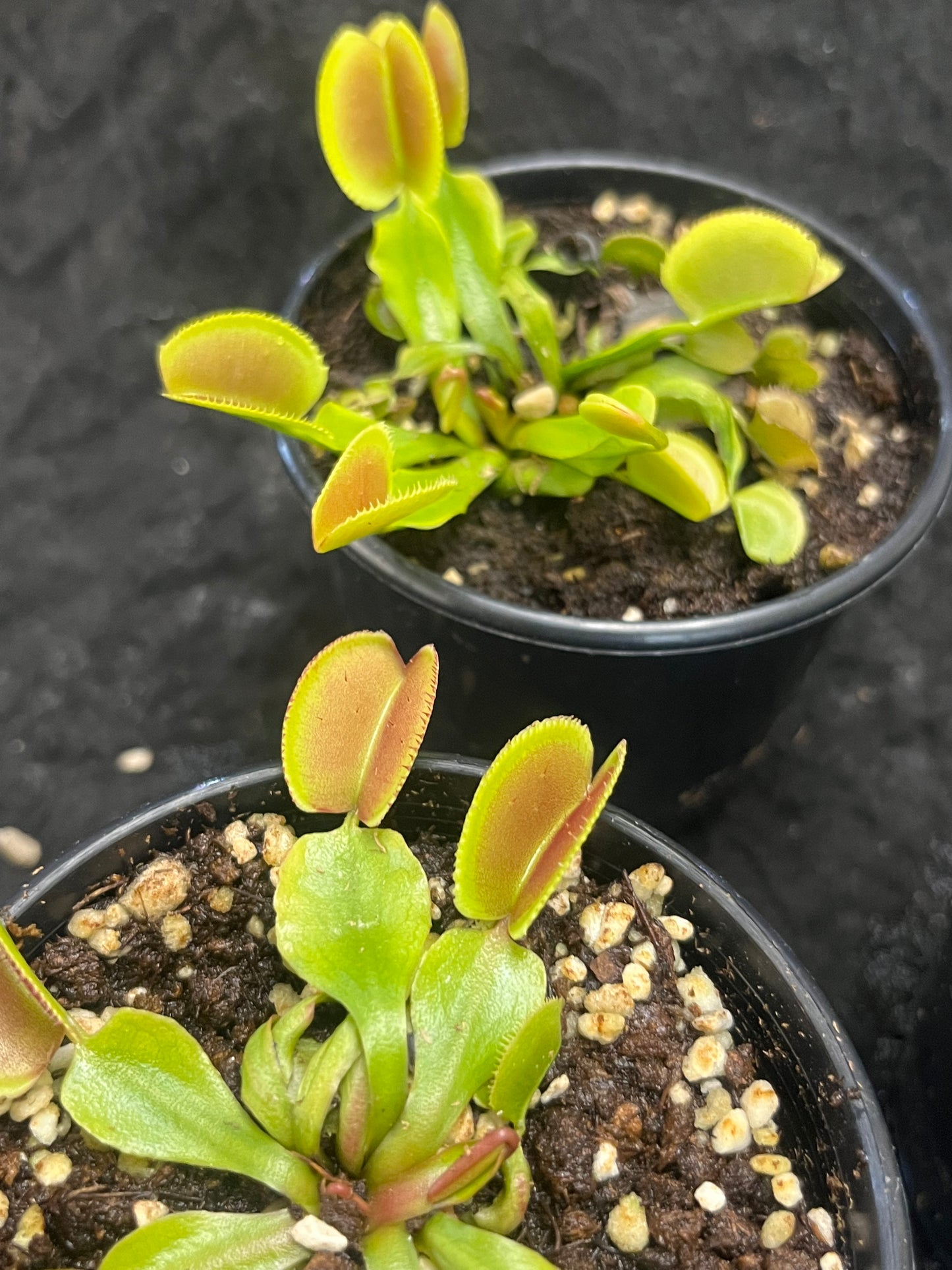 Dionaea muscipula ‘Periscope’