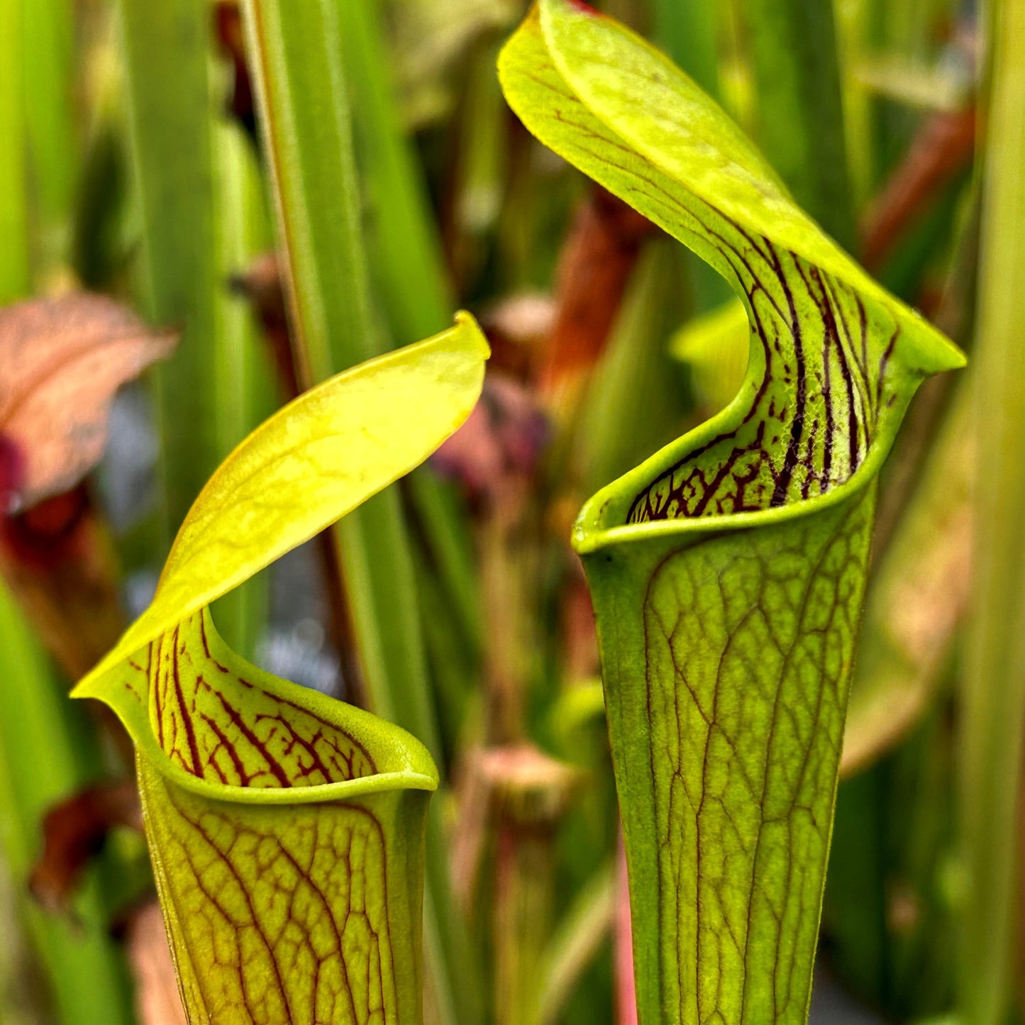 Sarracenia alata