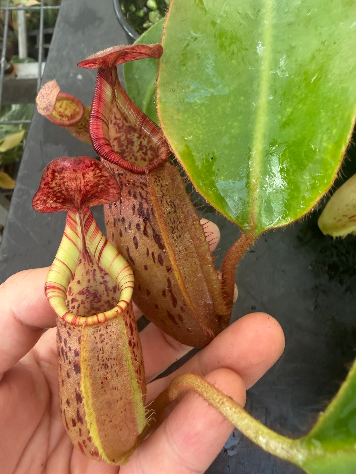 Nepenthes LVB x veitchii (K)