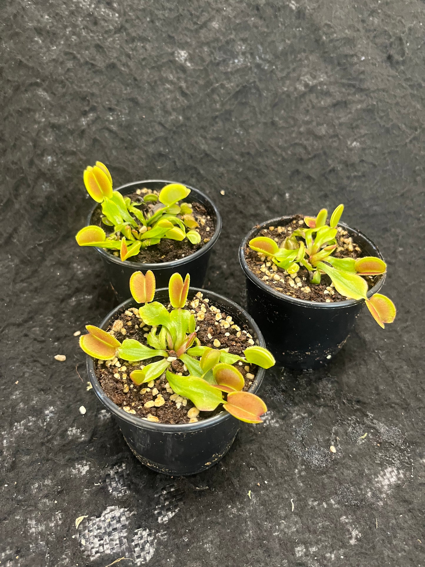 Dionaea muscipula ‘Periscope’