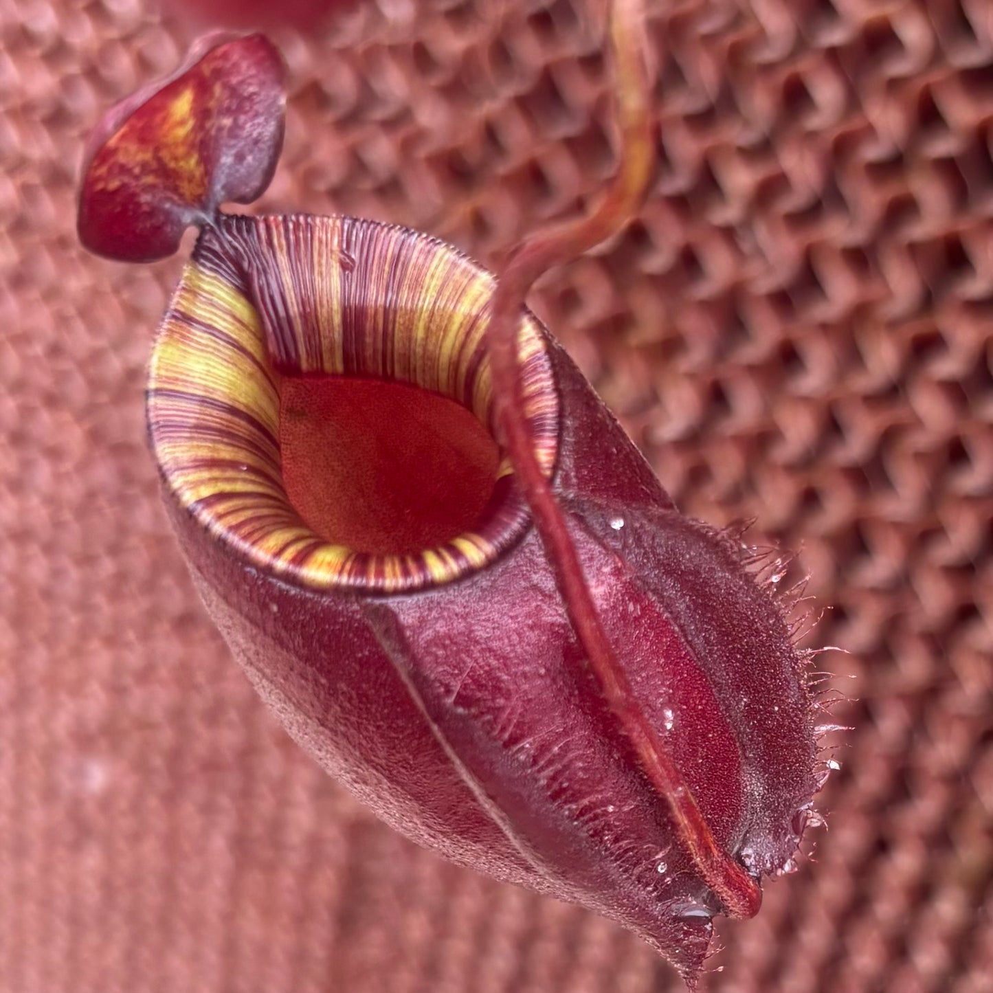Nepenthes mirabilis var. globosa x ampullaria