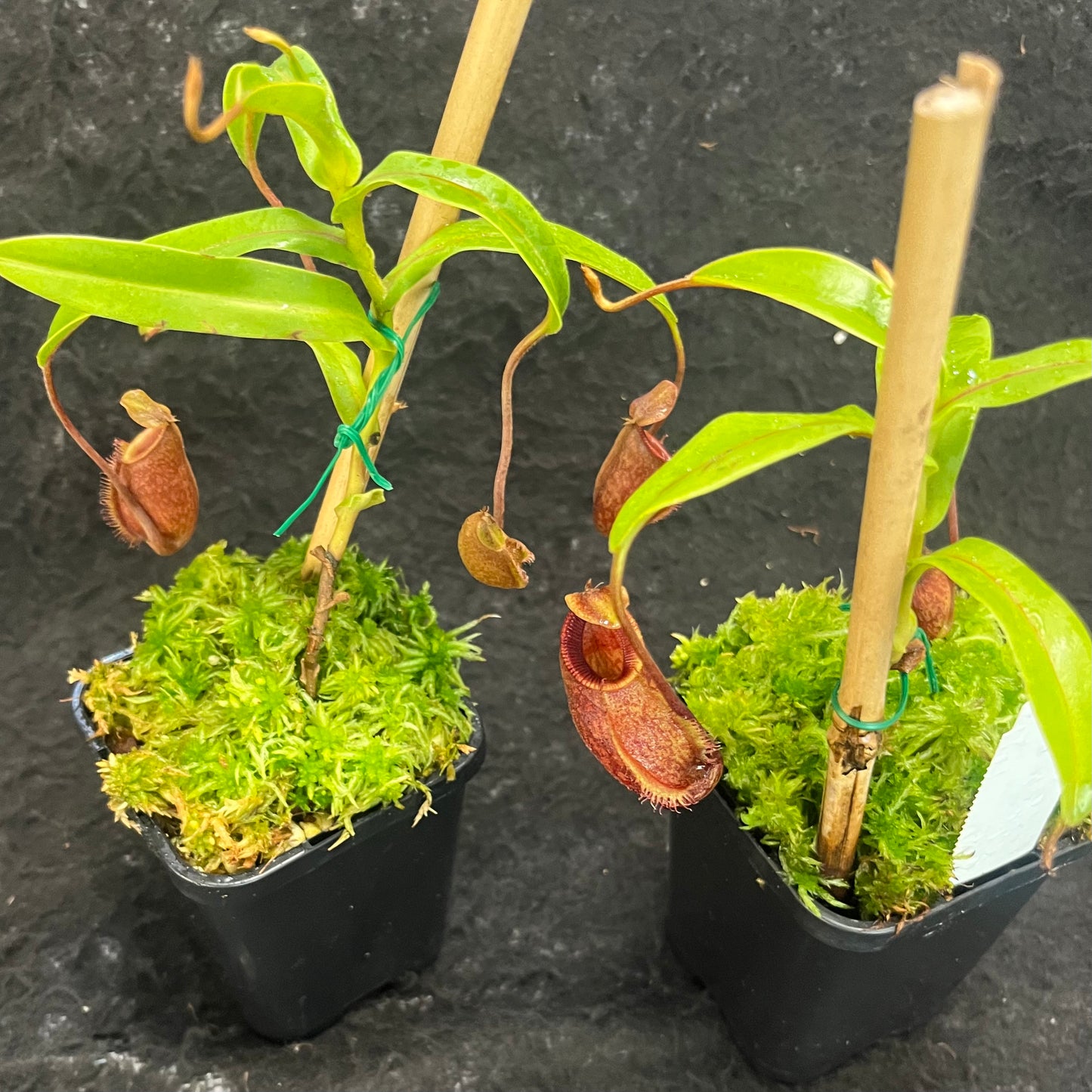 Nepenthes aristolochioides x diabolica BE-3898