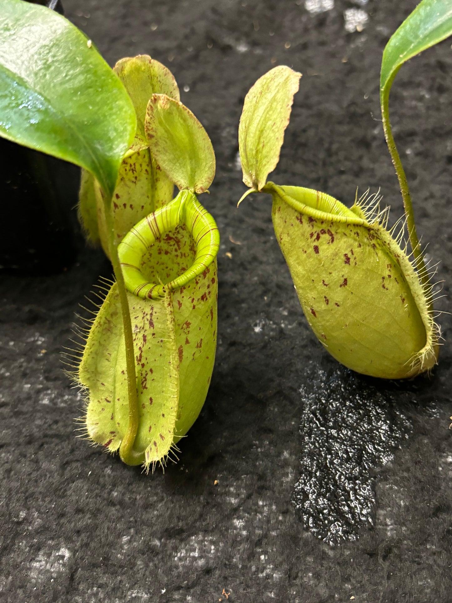 Nepenthes rafflesiana x ampullaria "Susan"