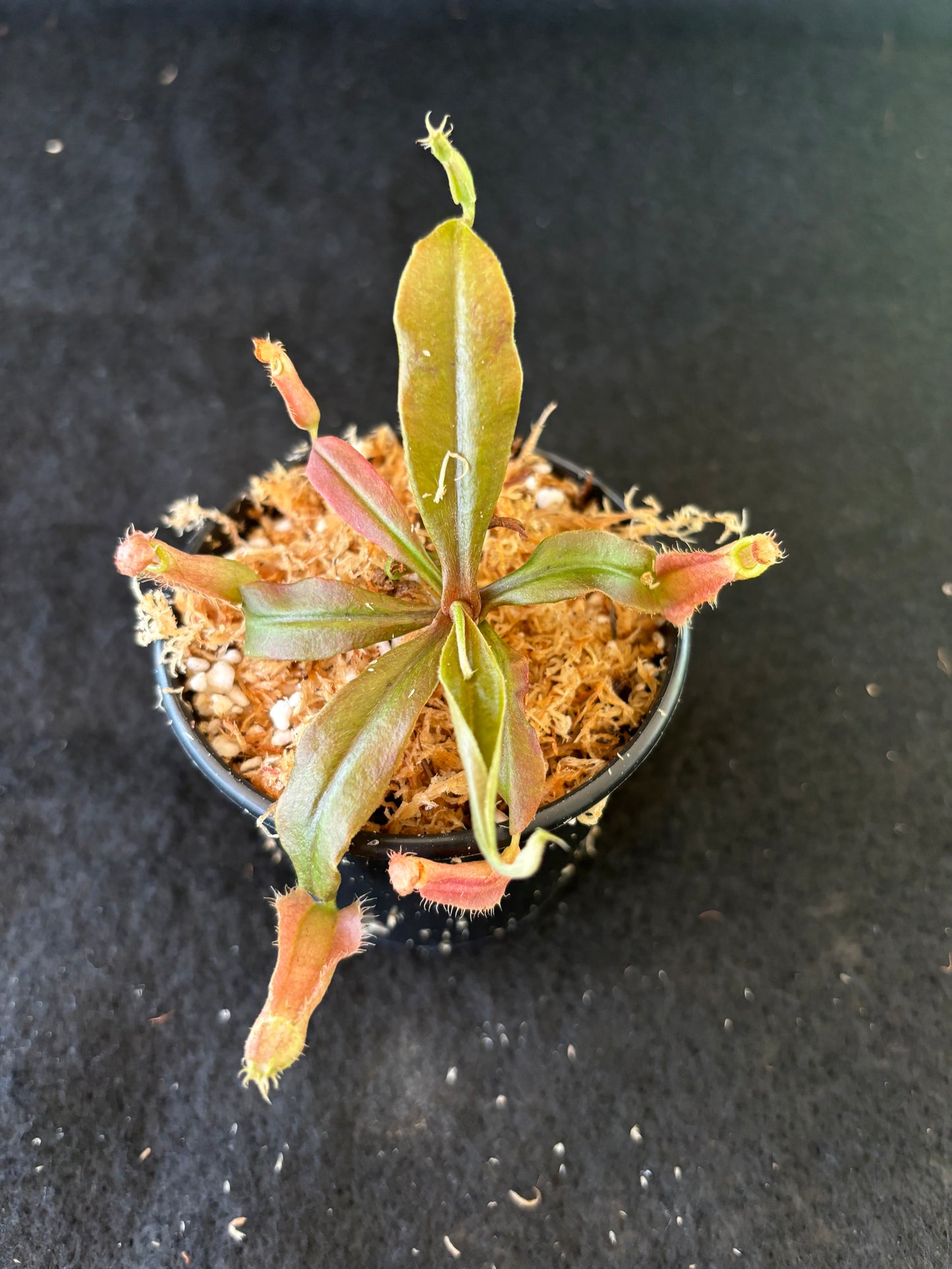 Nepenthes rafflesiana