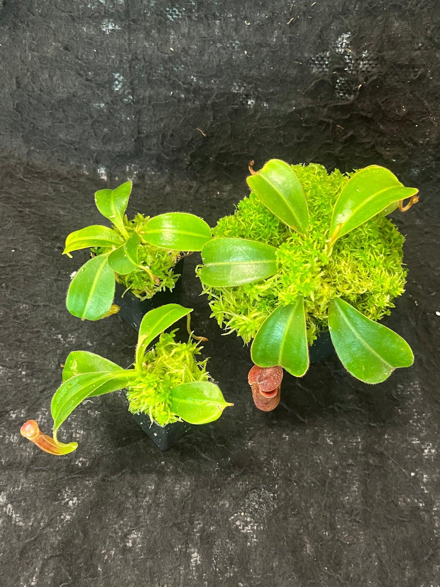 Nepenthes glandulifera x trusmadiensis