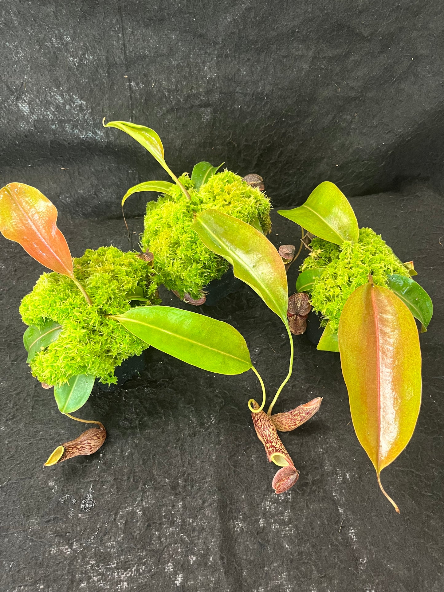 Nepenthes boschiana BE-3643