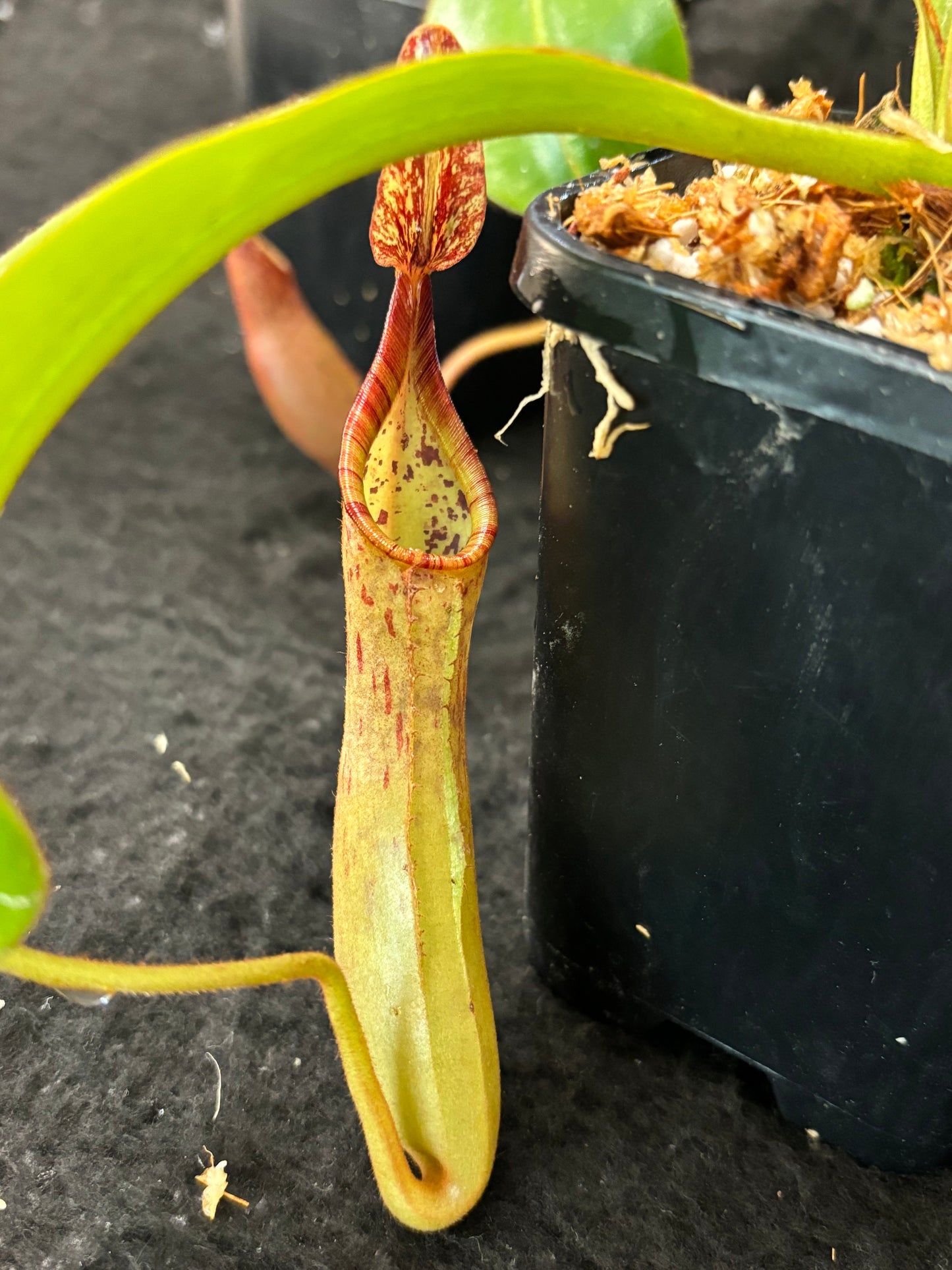 Nepenthes epiphytica x veitchii (striped peristome) SG