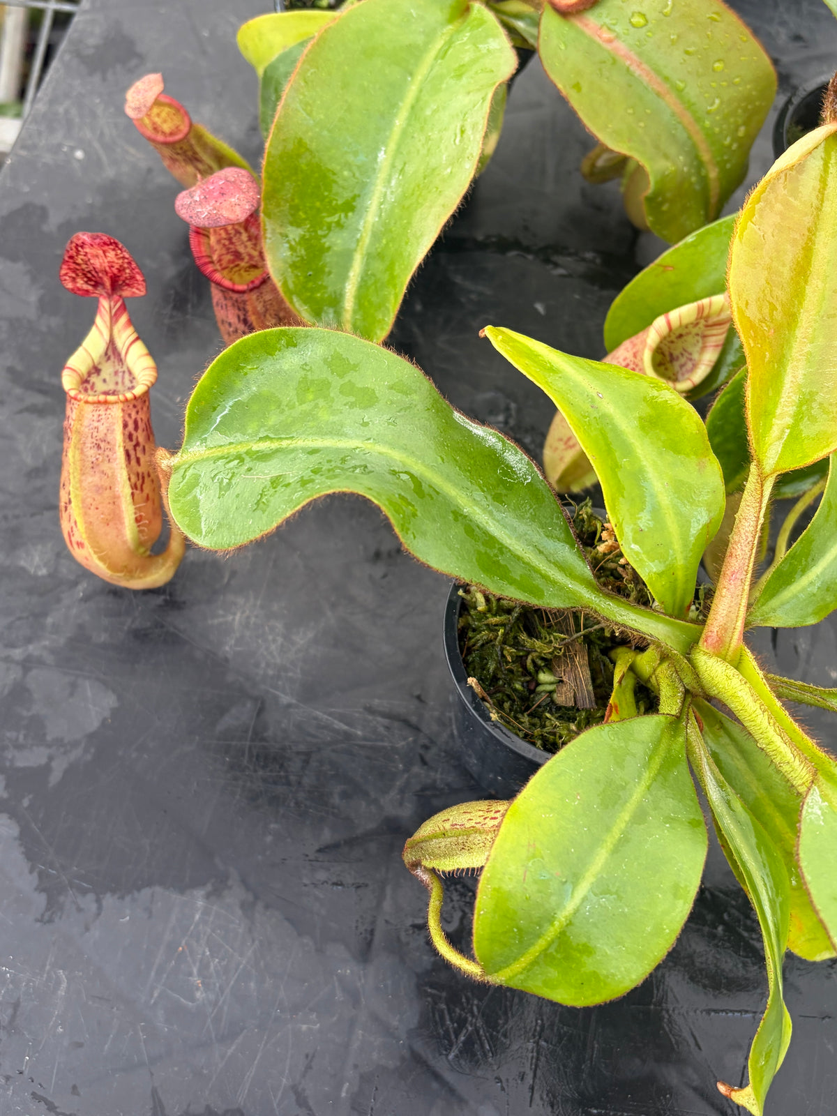 Nepenthes LVB x veitchii (K)