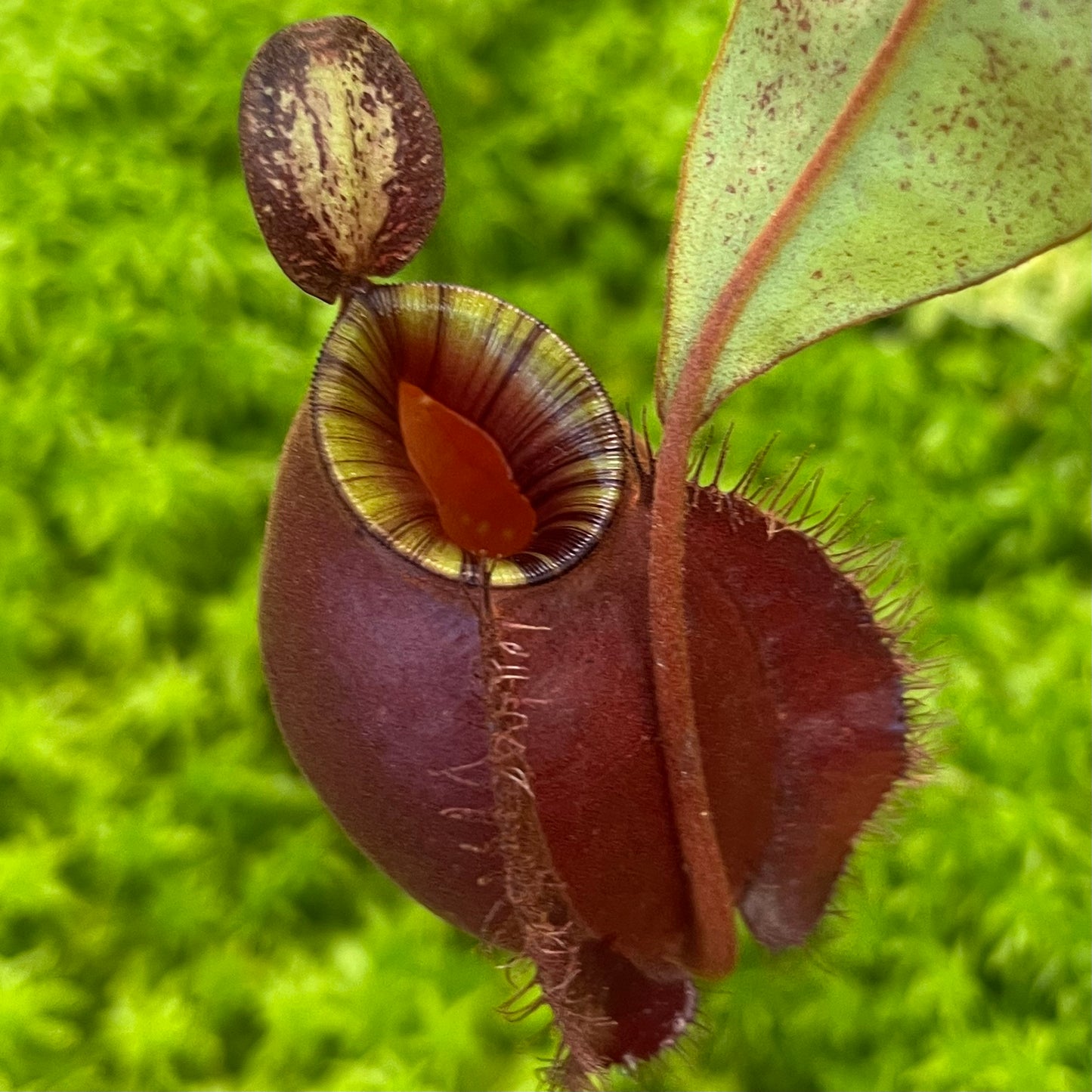 Nepenthes (ampullaria Black Miracle x viking) x (viking x ampullaria Red) SG