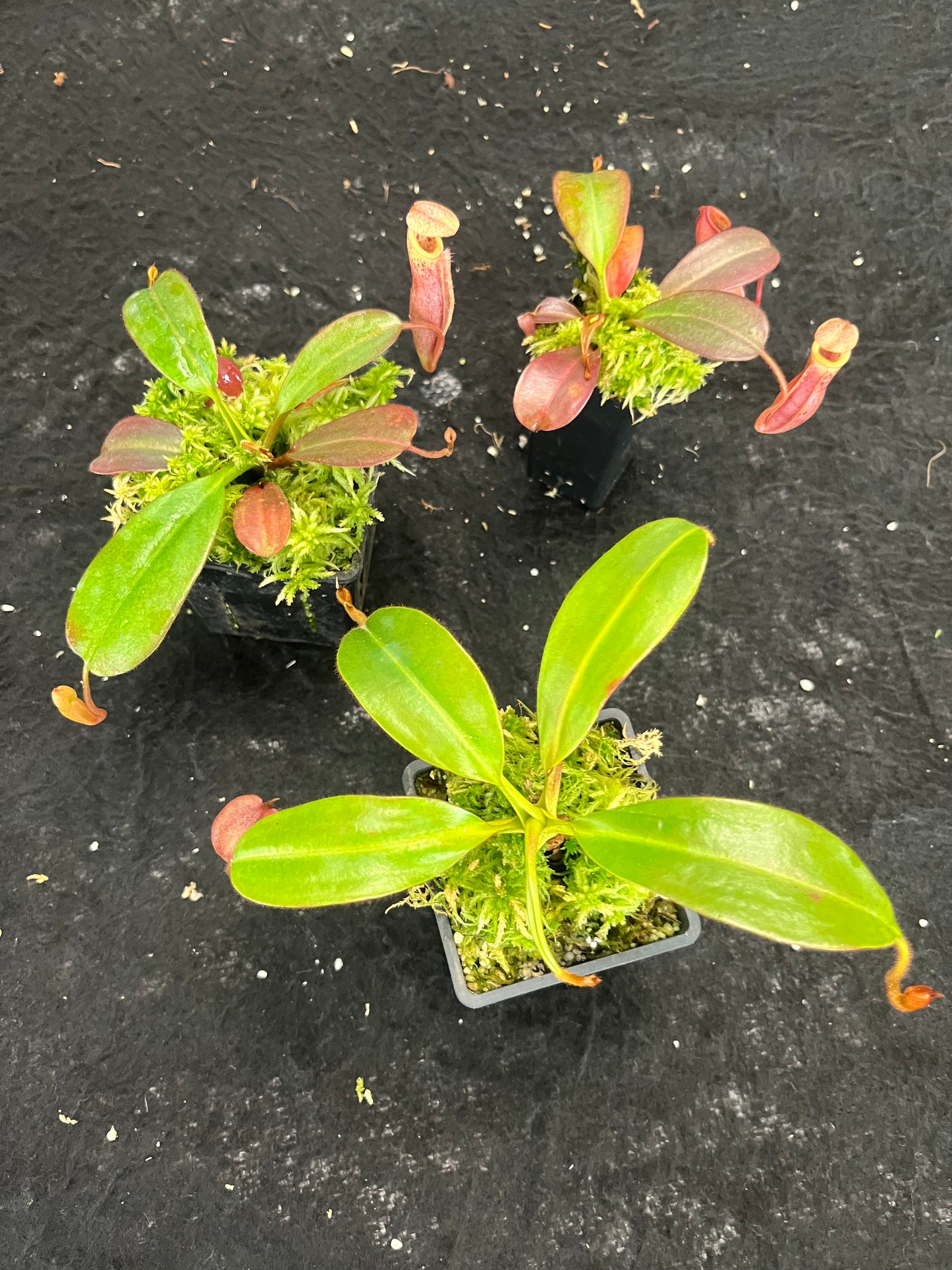 Nepenthes (veitchii x mira) x (burbidgeae x edwardsiana) BE-3992