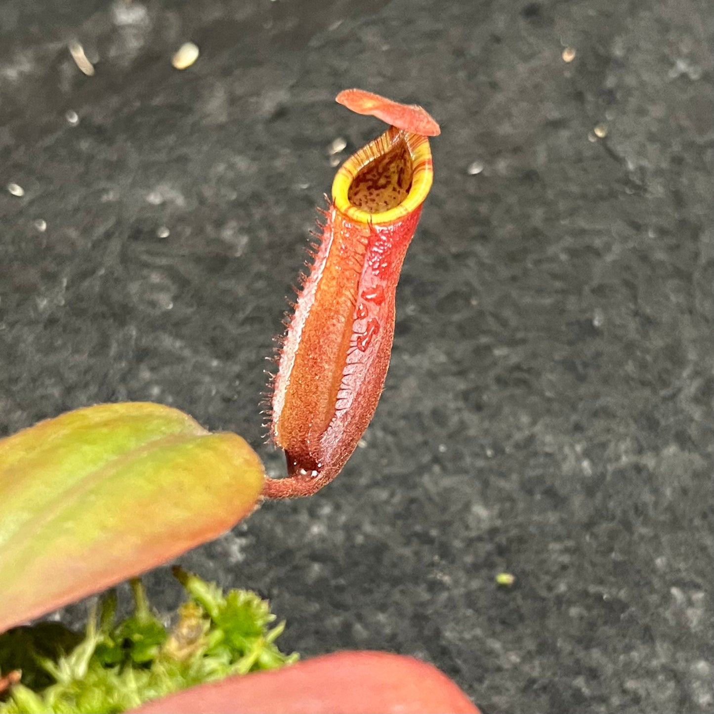 Nepenthes peltata x (veitchii x lowii) BE-4516