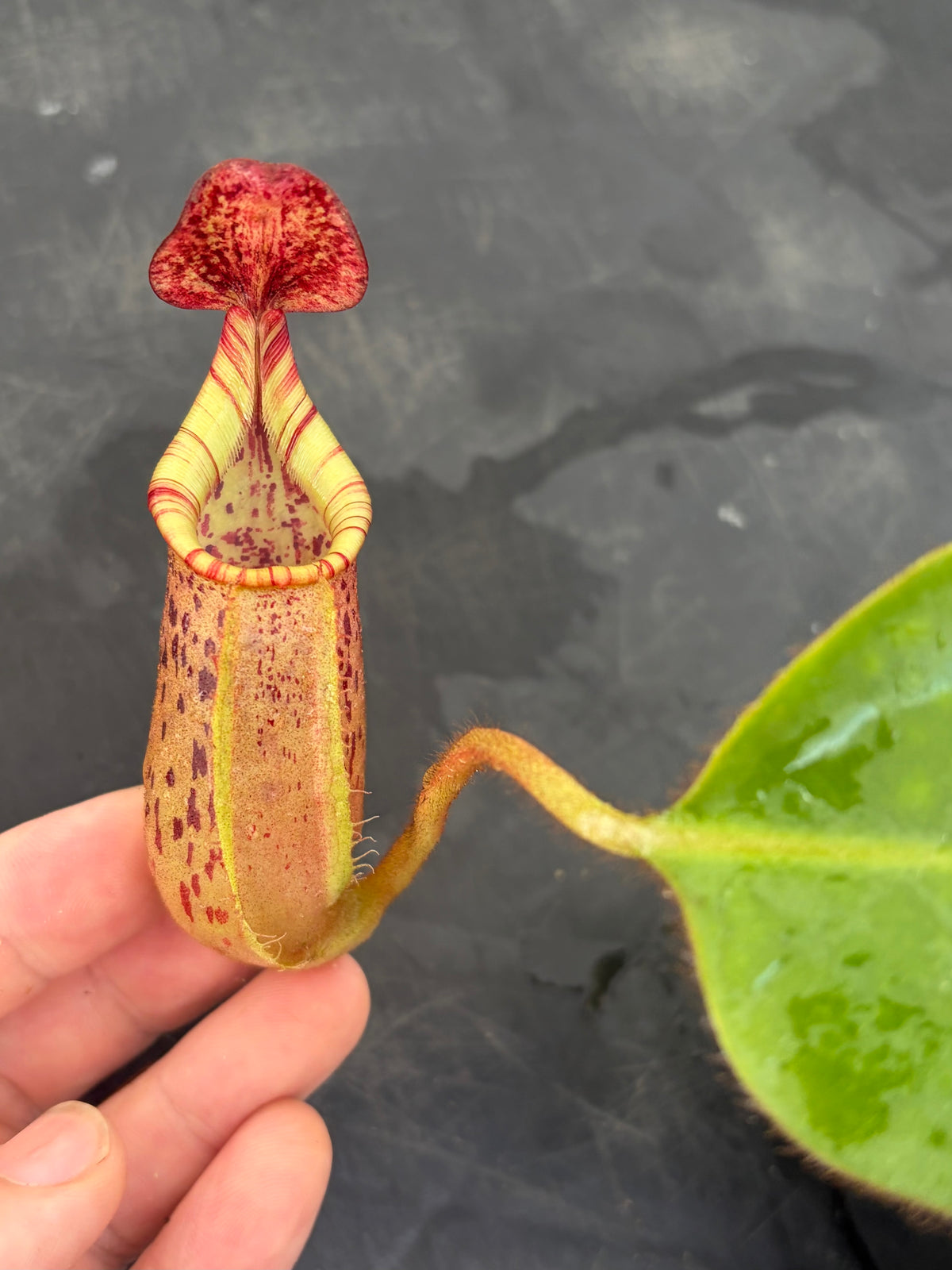 Nepenthes LVB x veitchii (K)