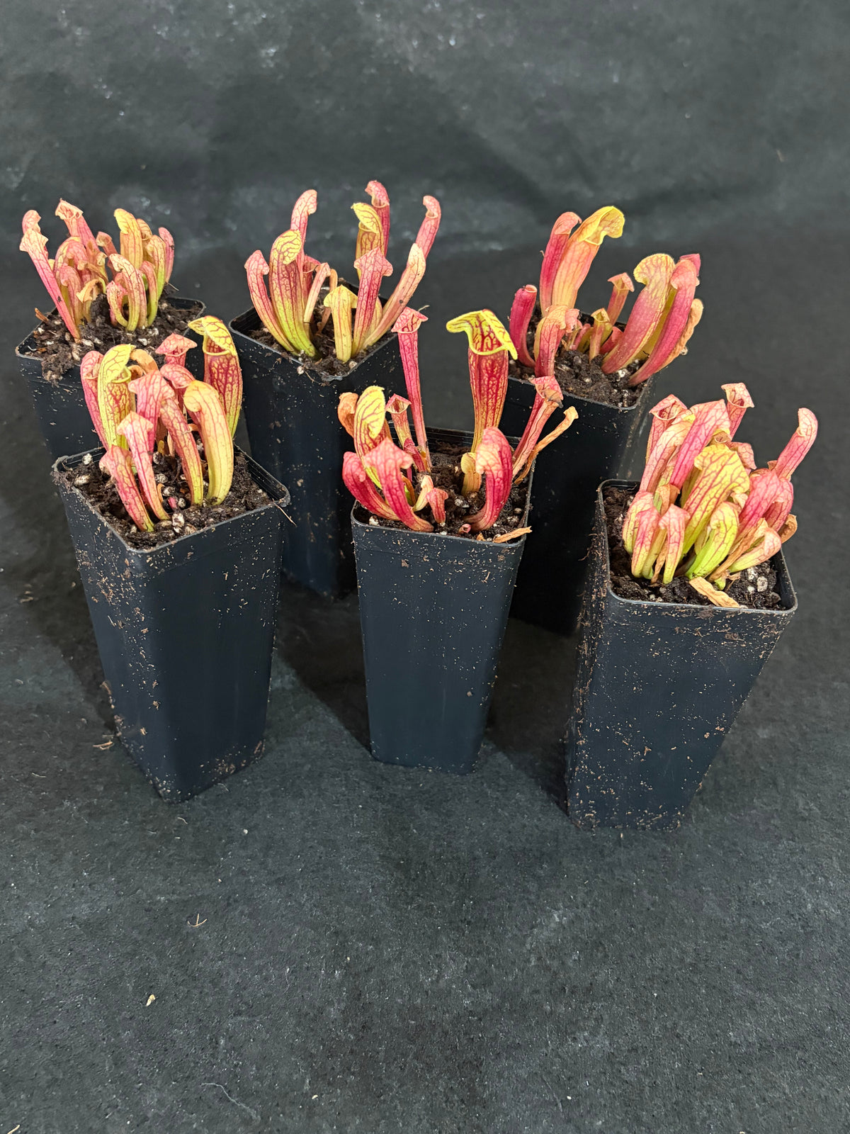 Sarracenia purpurea x rubra