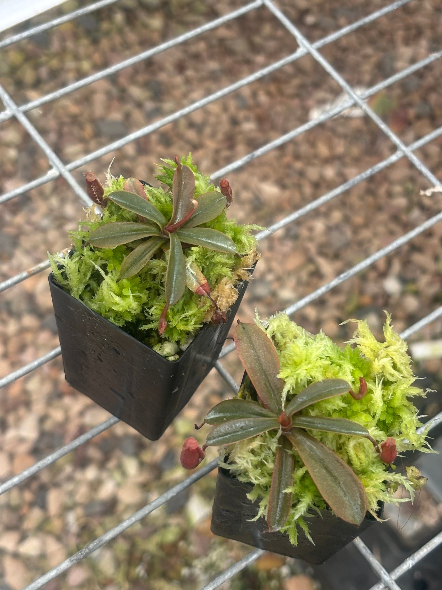 Neoenthes vieillardii