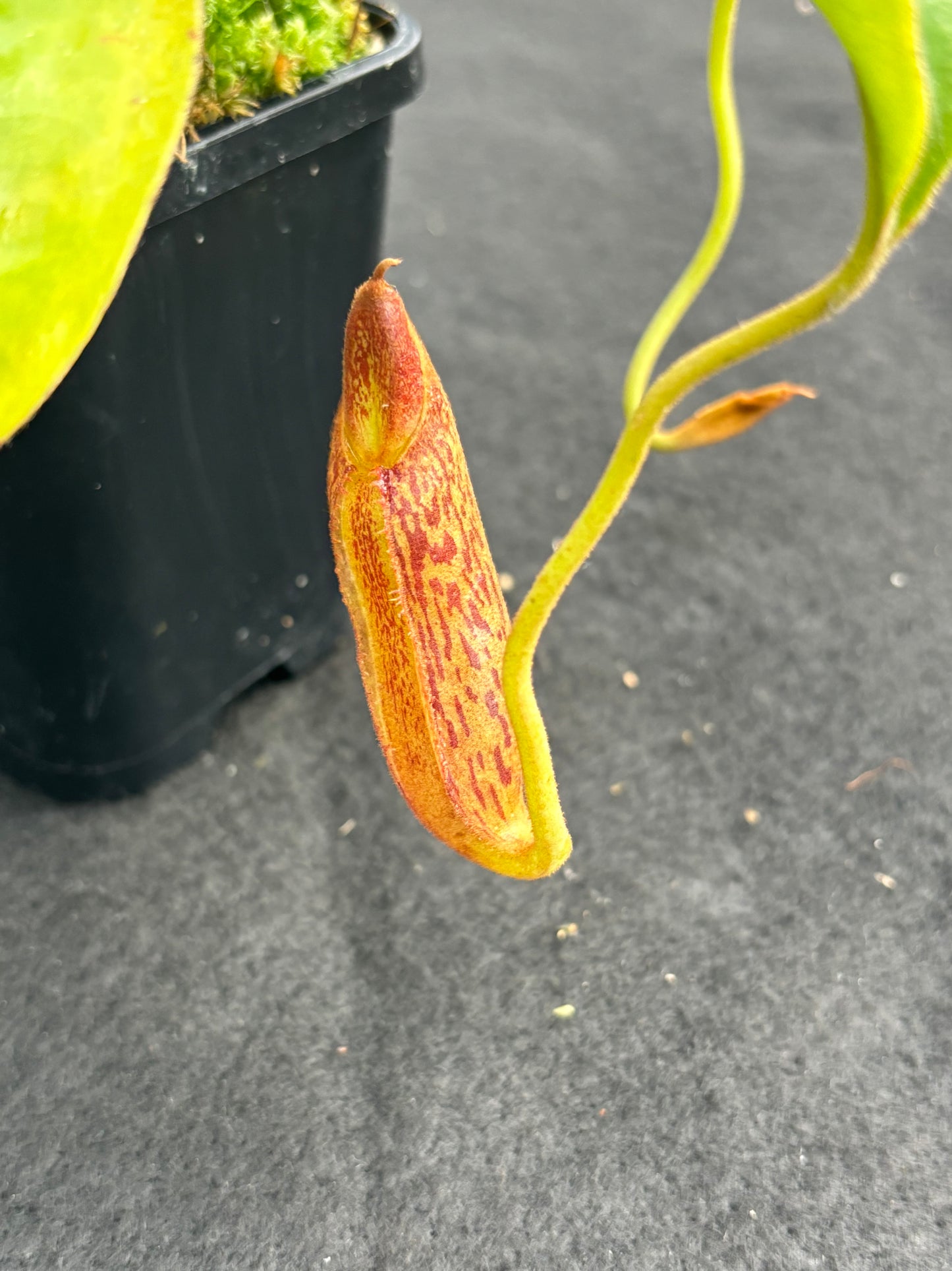 Nepenthes boschiana x mollis Seed-grown