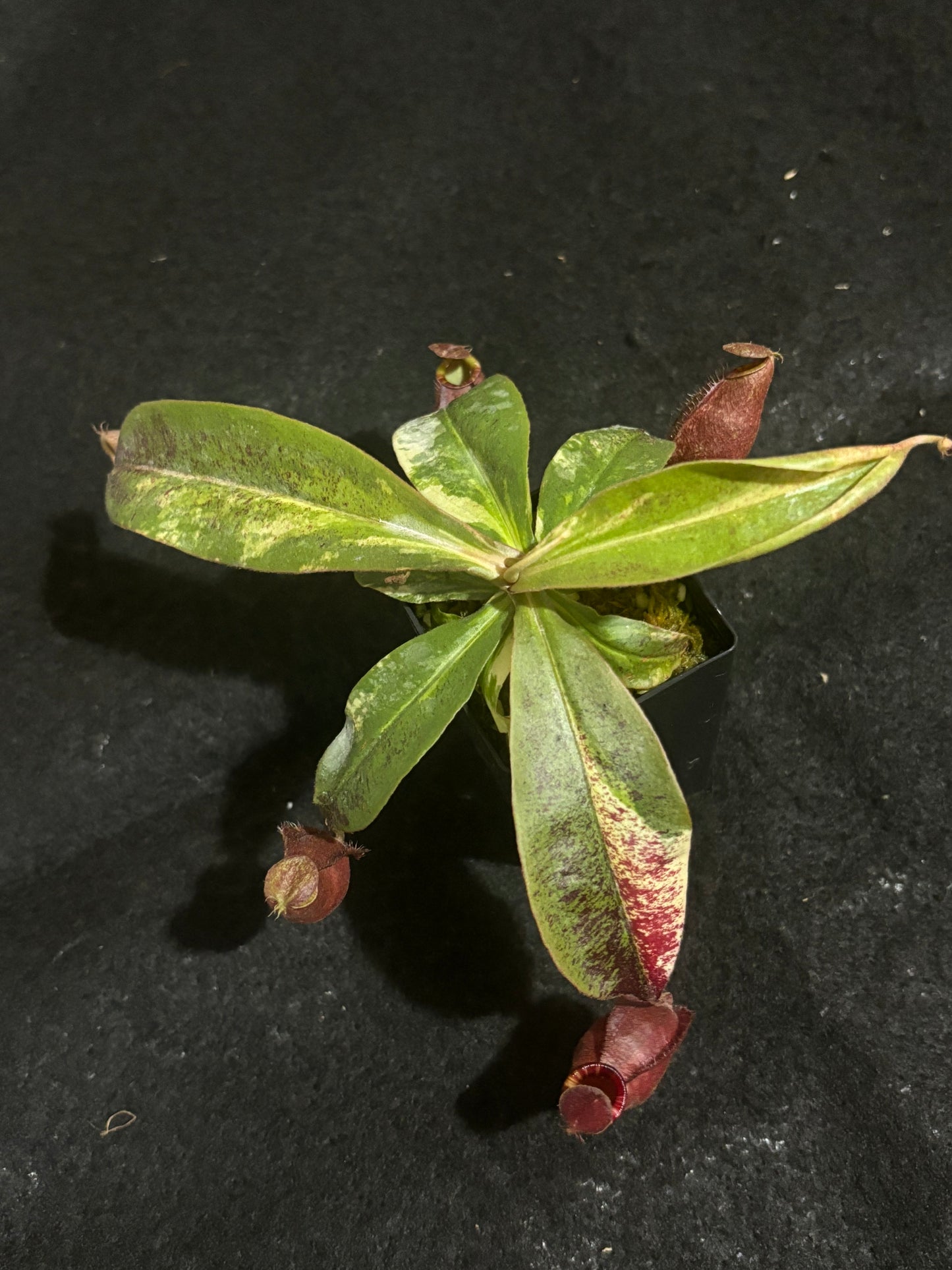 Nepenthes viking x ampullaria Variegated