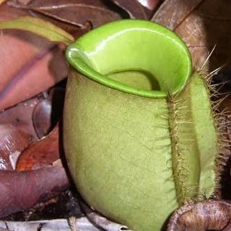 Nepenthes ampullaria Green