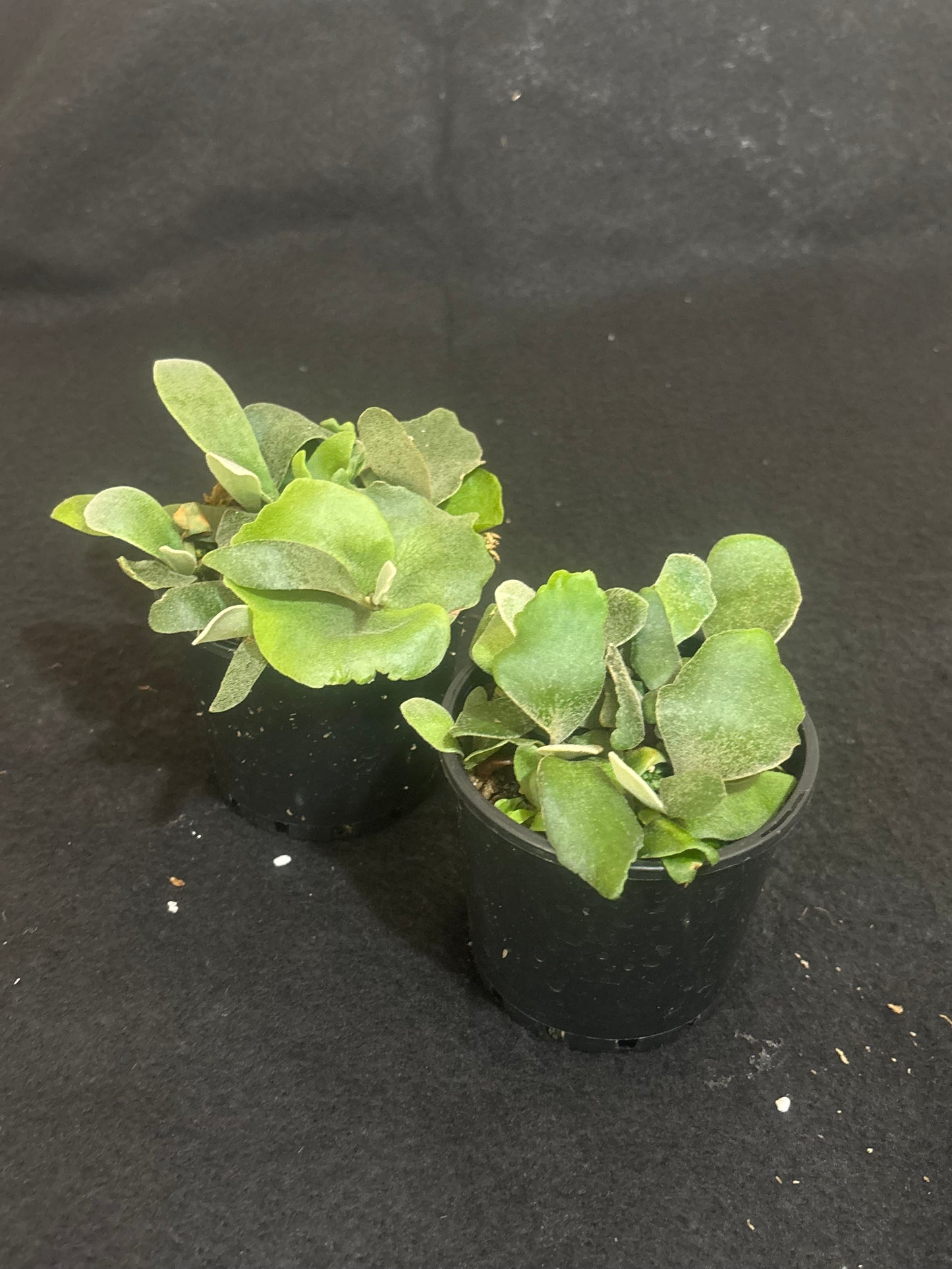 Platycerium Copper Will