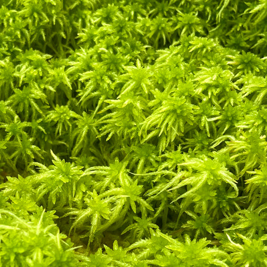 Sphagnum moss