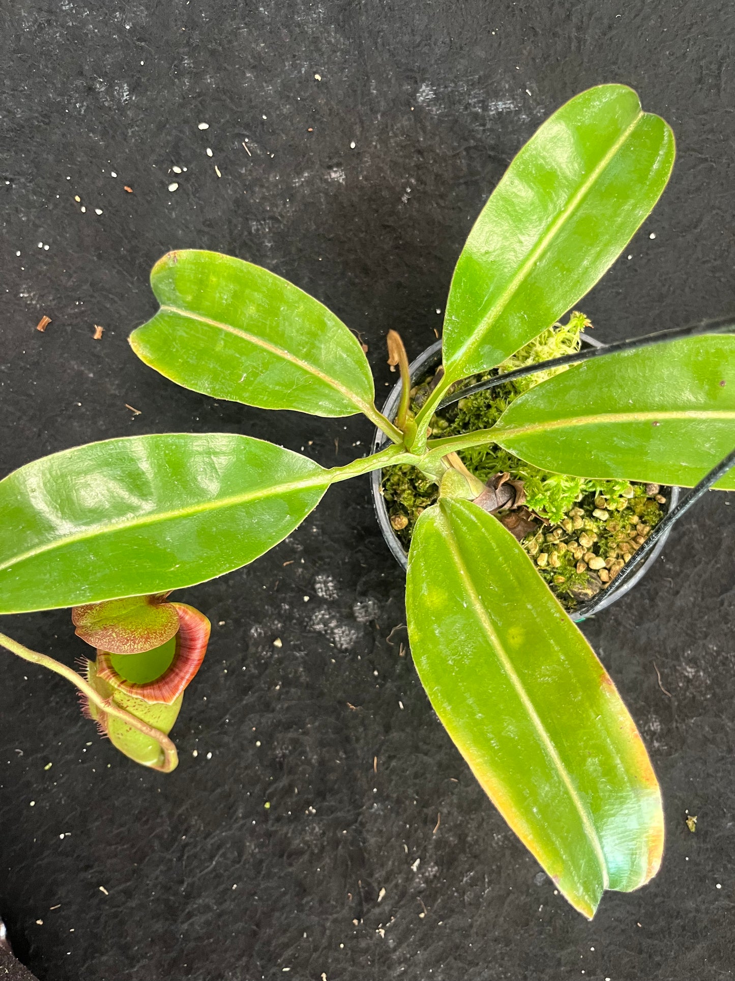 Nepenthes [lowii x (northiana x veitchii)] x (veitchii x burbidgeae) SG