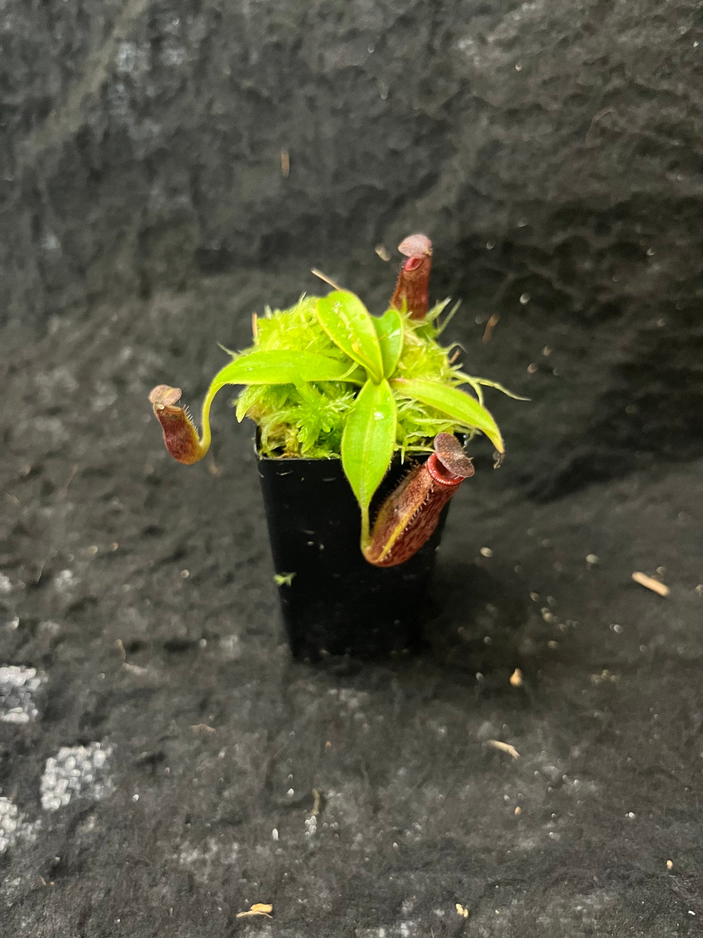 Nepenthes talangensis x glandulifera