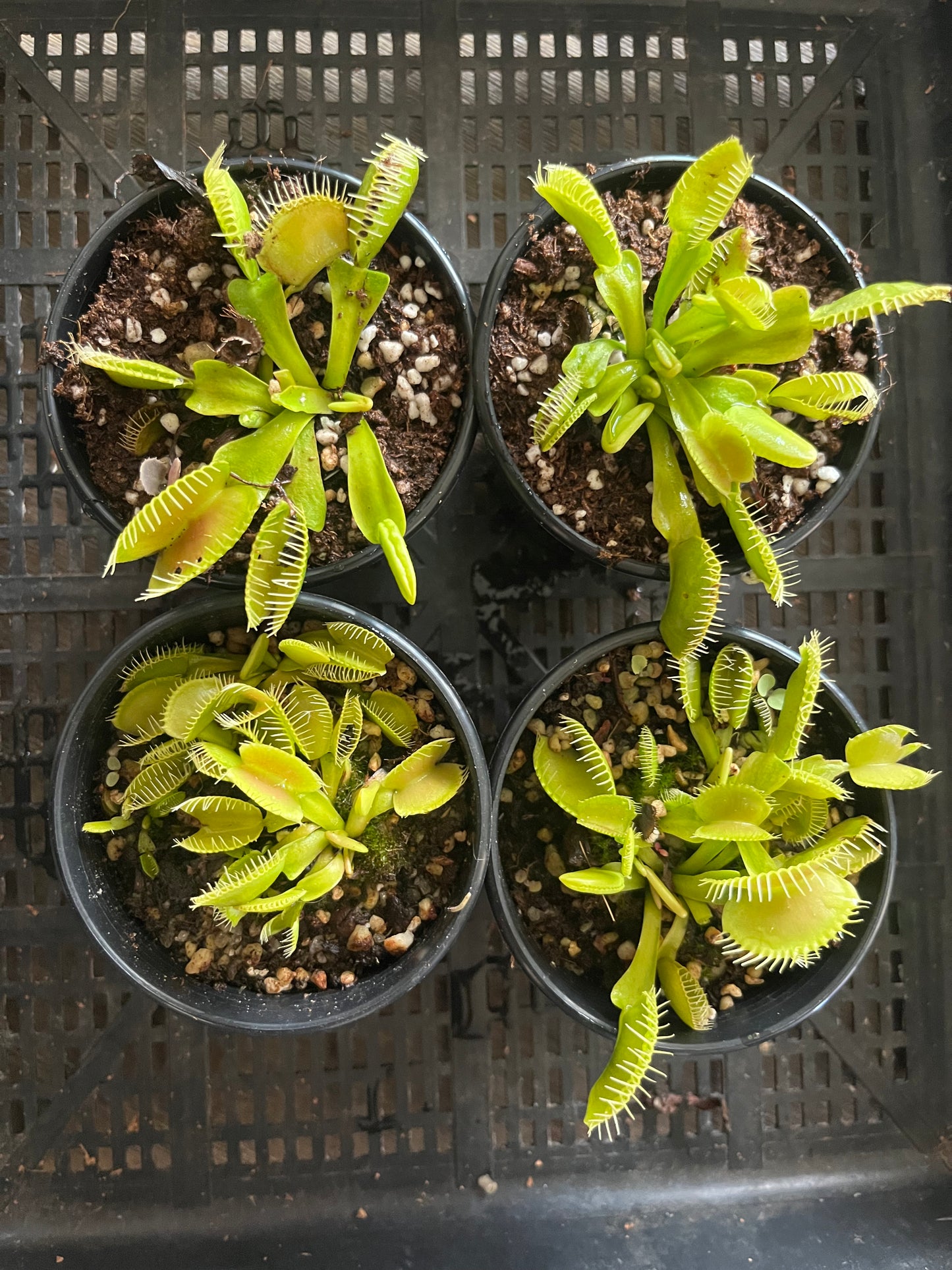 Dionaea muscipula