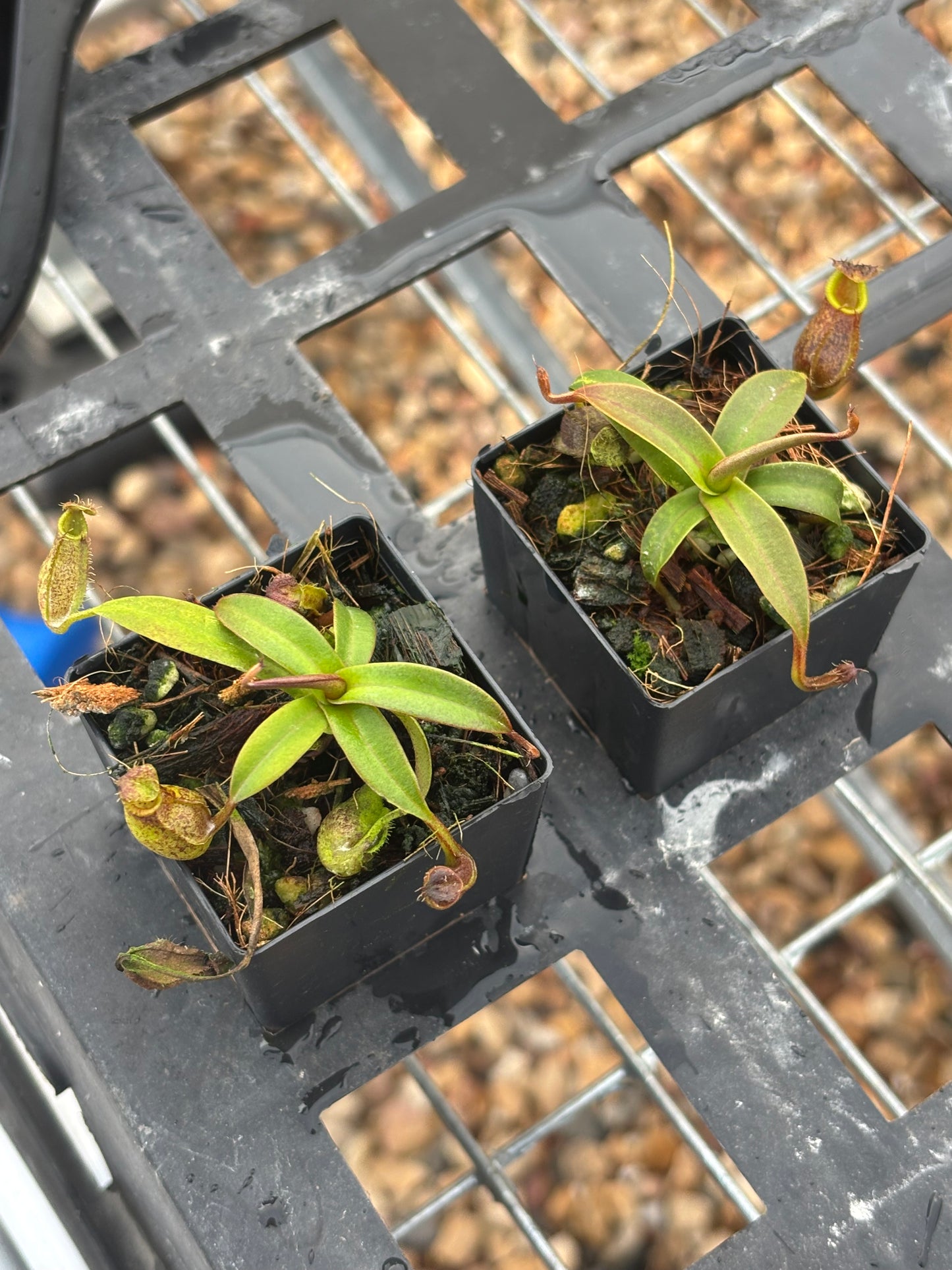 Nepenthes hamata x gymnamphora BE-4553