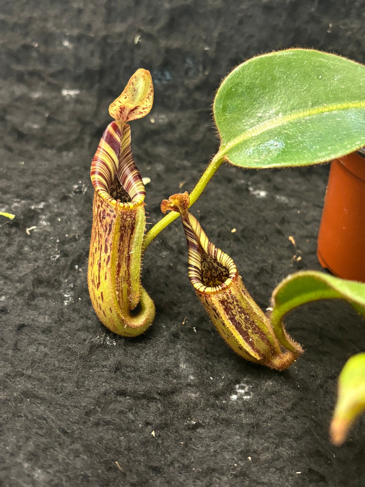 Nepenthes (burbidgeae x veitchii) x mollis