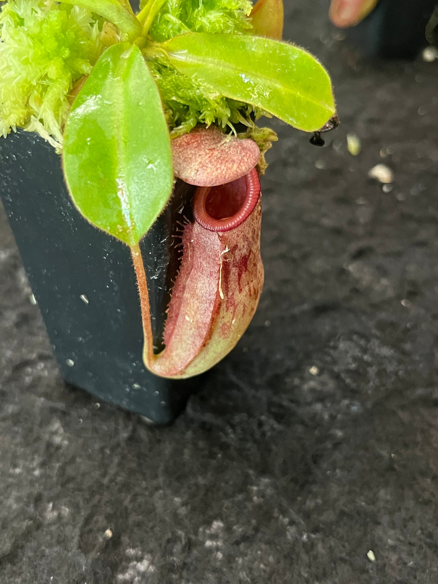 Nepenthes rajah x veitchii BE-3730