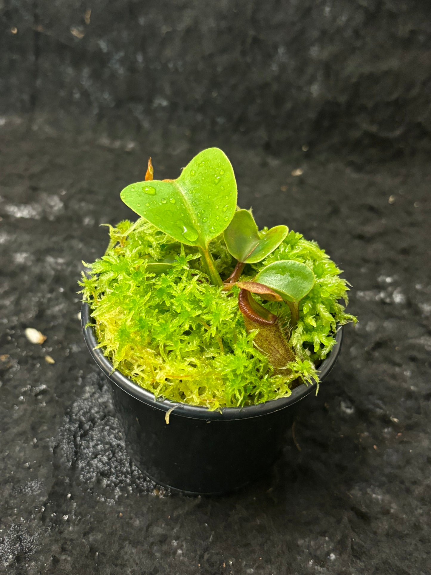 Nepenthes nebularum Mt. Mayo