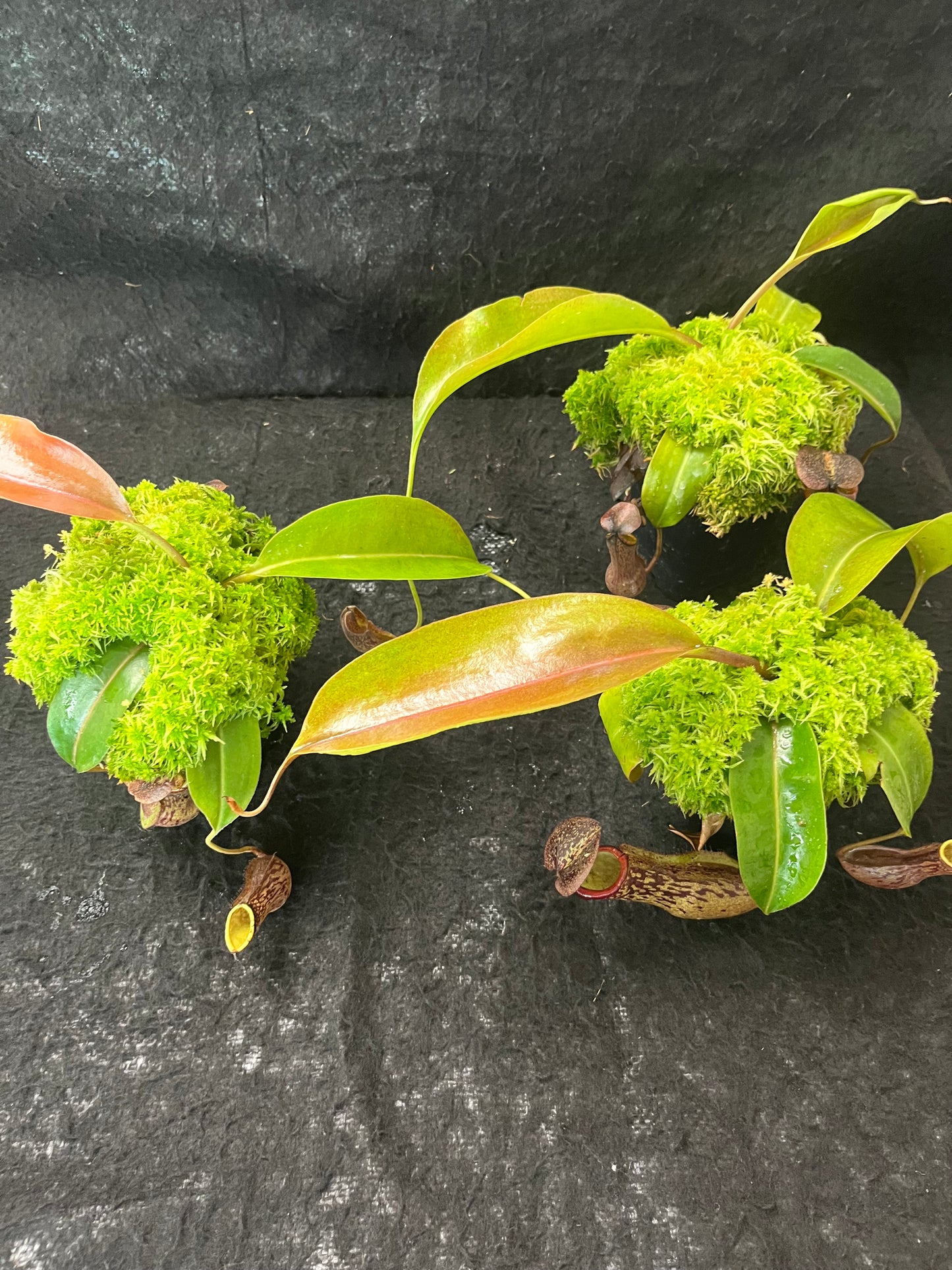 Nepenthes boschiana BE-3643