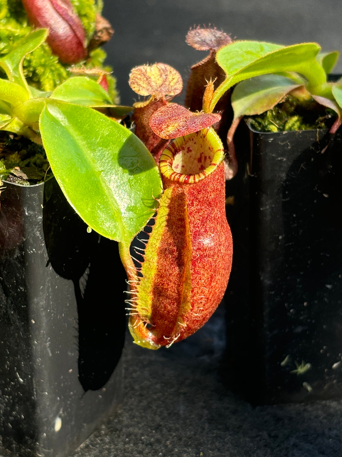 Nepenthes robcantleyi x palawanensis BE-4591