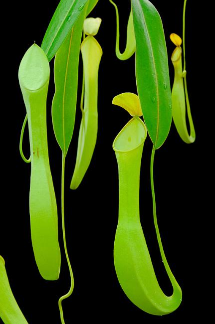 Nepenthes reinwardtiana