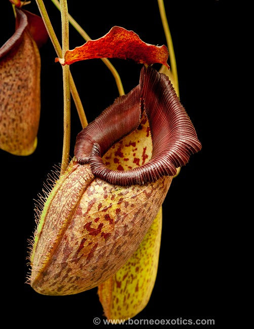 Nepenthes talangensis x robcantleyi BE-3497