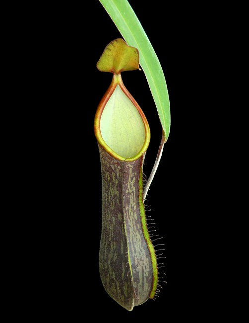 Nepenthes mikei Bandahara BE-3506