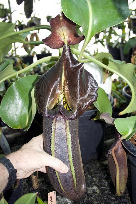 Nepenthes robcantleyi BE-3517