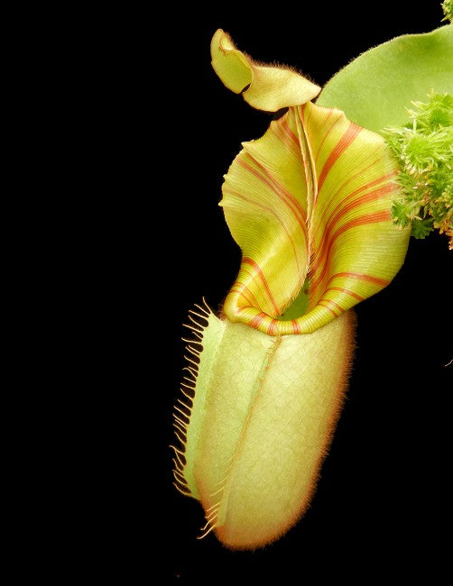 Nepenthes veitchii Bario BE-3734