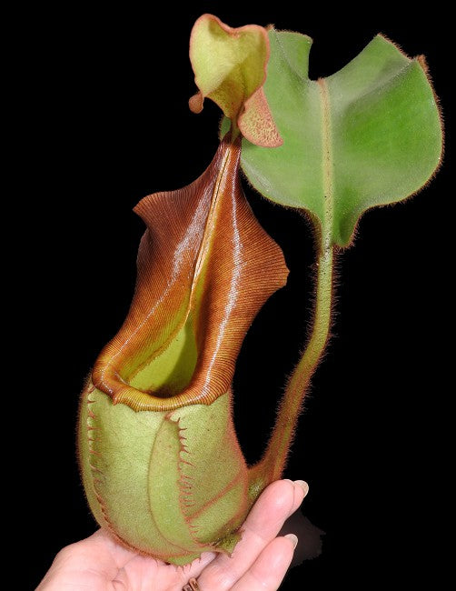 Nepenthes veitchii Bario BE-3734