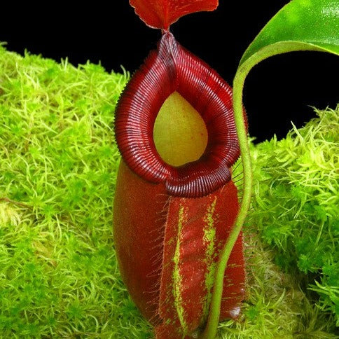 Nepenthes robcantleyi x ampullaria BE-3767